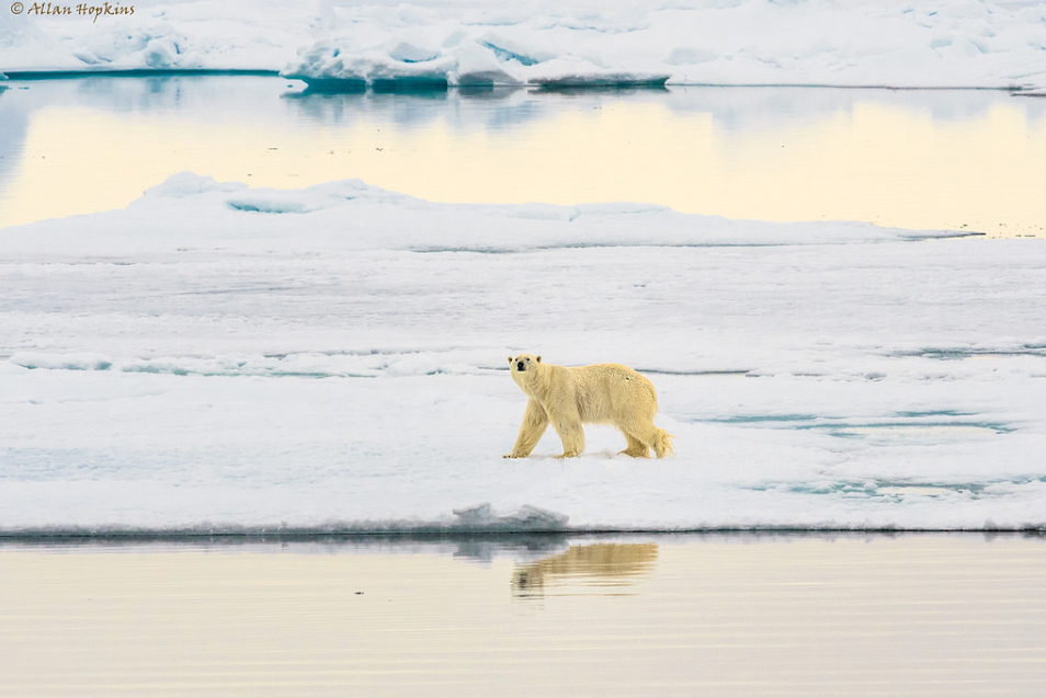 Isbjørnen forsvinner fra Svalbard når isen smelter. Dette bildet er fra Spitsbergen i fjor sommer. Foto: Allan Hopkins/flickr.com